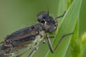 Coenagrion lunulatum female-5.jpg